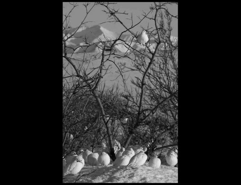  Ptarmigan hammer the willows on Alaska’s North Slope during their spring migration from mountains to the lowlands. Photo by Ken Tape. 