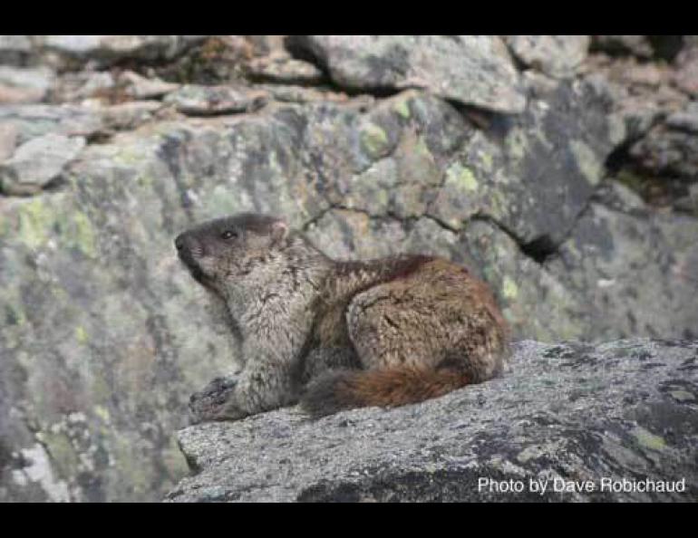 At left, the Alaska marmot, photographed at Slope Mountain in the northern foothills of the Brooks Range. Photo by Dave Robichaud.