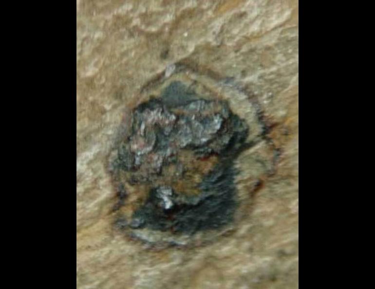 An iron particle embedded in a mammoth tusk with a burn ring around it. Image courtesy Richard Firestone.