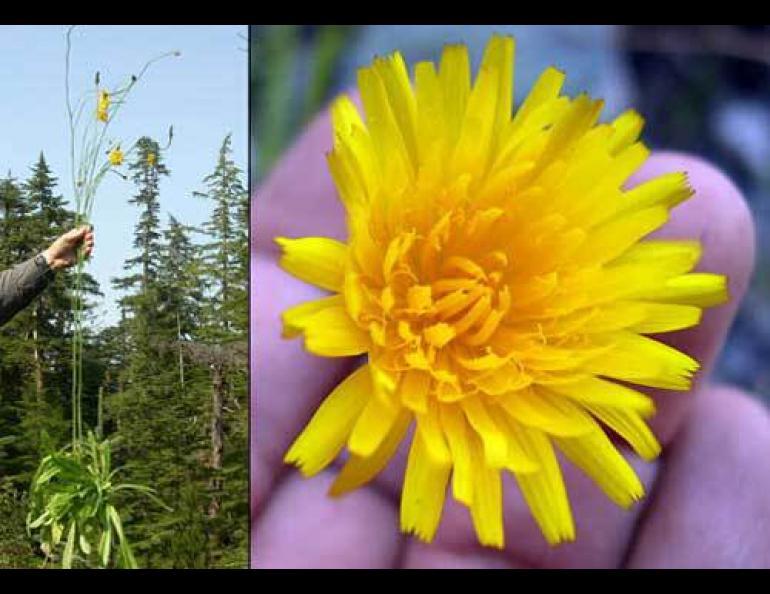 Hairy catsear is an invasive plant that is spreading into Alaska. Photo courtesy U.S. Forest Service.