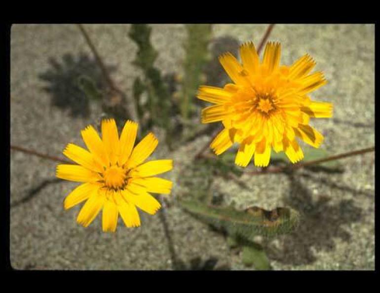 The Hairy catsear grows in meadows, gardens, roadsides, and waste places. This perennial herb is especially common in Southeast Alaska. Robert Potts, California Academy of Sciences photo.