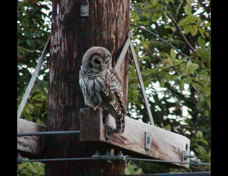  A barred owl in Juneau. Unknown in Alaska before the late 1970s, barred owls are now the second most-abundant owl in Southeast. Photo by Paul Suchanek. 