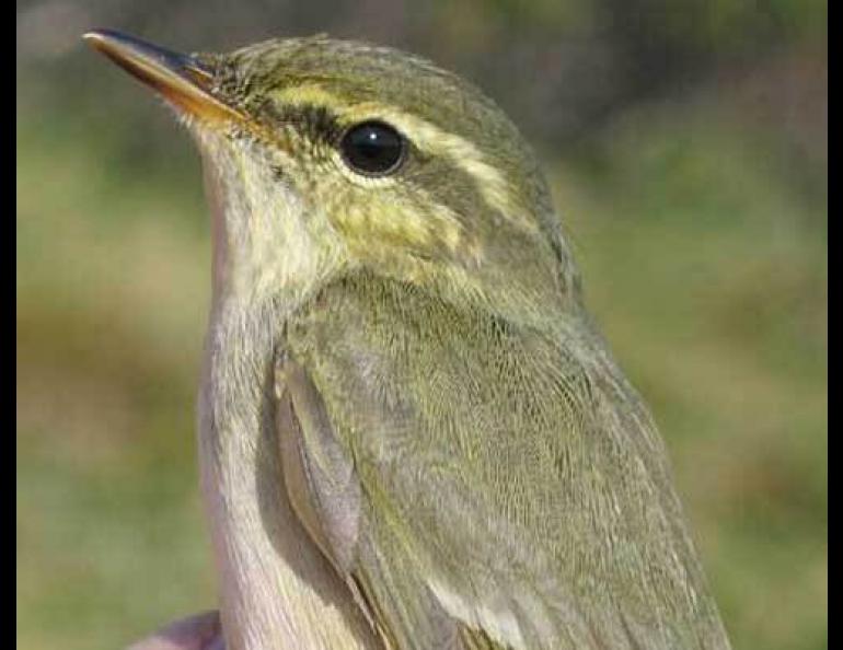  Arctic warblers live off Alaska’s Denali Highway in the summer months. Photo by Ronald Teel. 