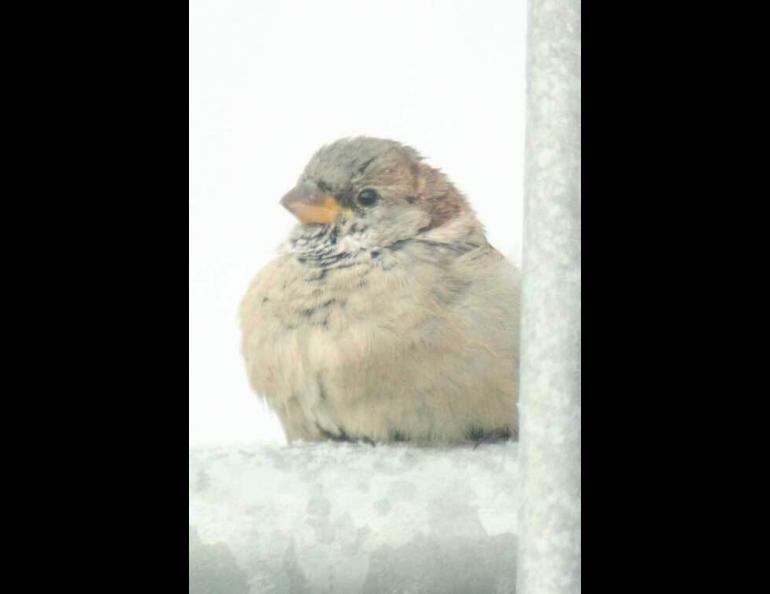 A house sparrow perches on a metal railing in the Seward Peninsula village of Shishmaref. Photo by Ken Stenek.