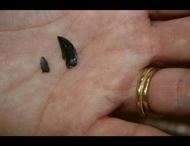  Two teeth from the dinosaur known as Troodon. A Montana Troodon, left, compared to a larger Alaska Troodon from Alaska’s North Slope. Photo by Tony Fiorillo. 