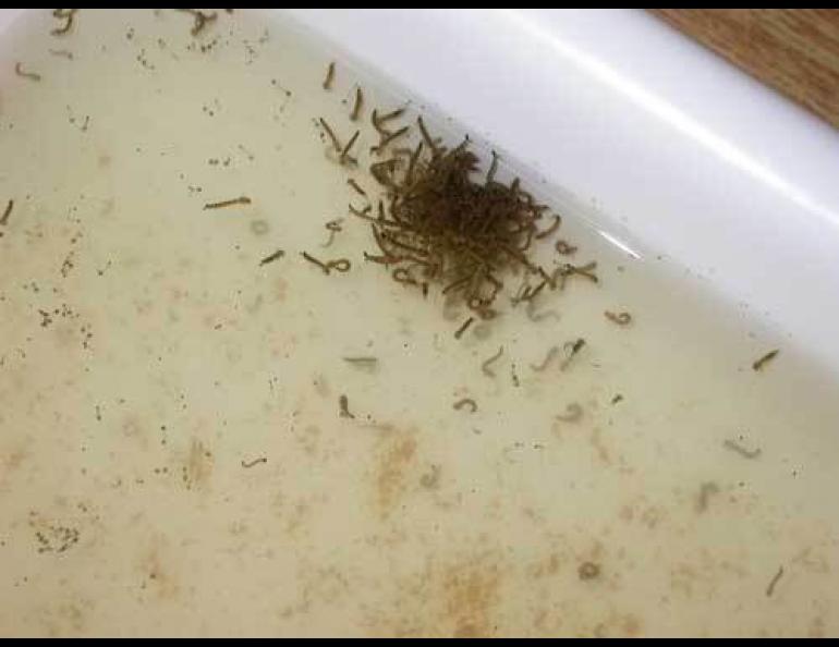 Mosquito stages deals