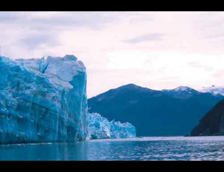  Hubbard Glacier, restless as ever, calves into Disenchantment Bay north of Yakutat. Photo by Ned Rozell. 