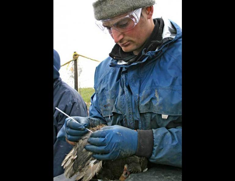  U.S. Geological Survey biologist Dan Rizzolo swabs an emperor goose to test for avian influenza on the Yukon Delta National Wildlife Refuge in 2006. Alaska scientists have performed this action on multiple thousands of birds migrating through Alaska. Photo by Donna Dewhurst. 