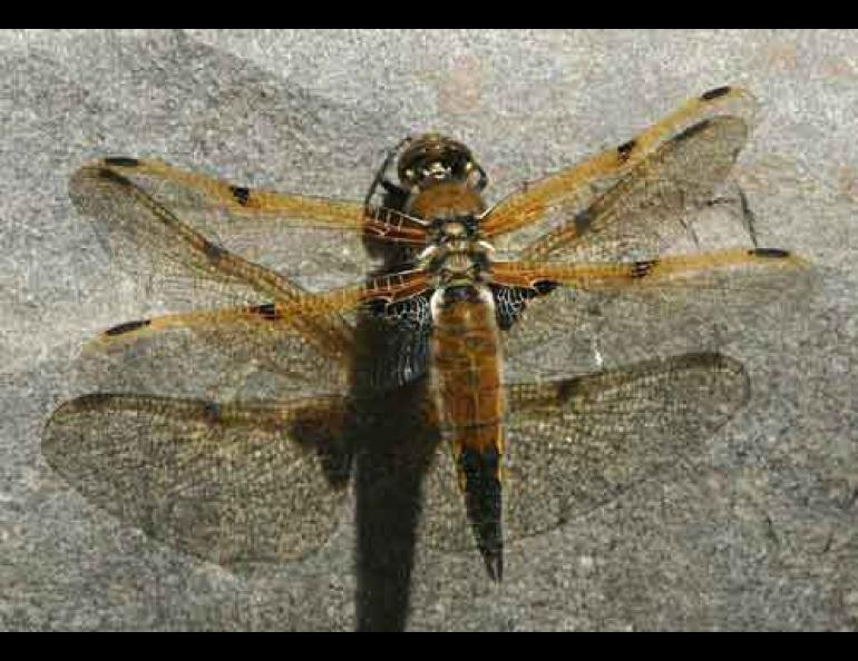  Alaska’s state insect, the four-spot skimmer dragonfly. Photo by Mary Hopson, http://www.turtlepuddle.org. 