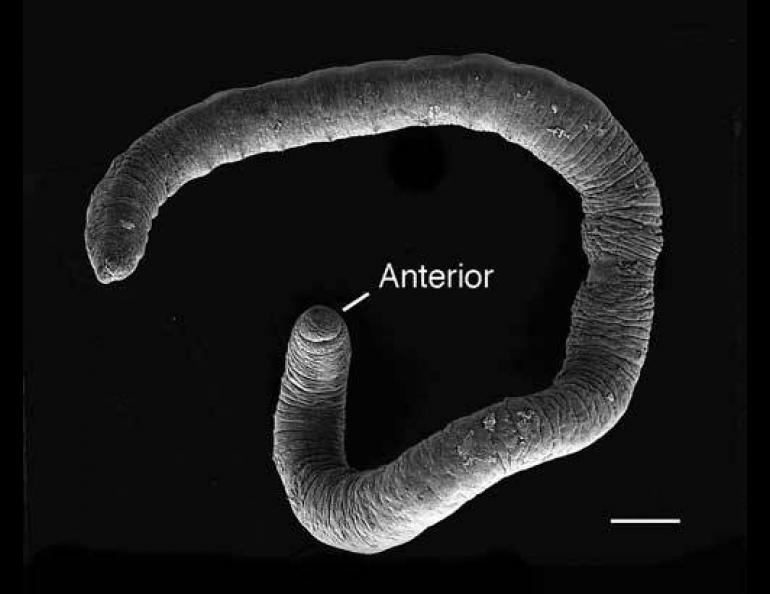  A high-magnification image of an ice worm, which, though a fraction of the size, resemble earthworms. Photo courtesy of Dan Shain. 