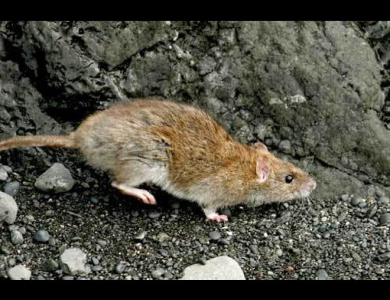 A Norway rat on Rat Island in the Aleutians. Photo by Steve Ebbert, Alaska Maritime National Wildlife Refuge.