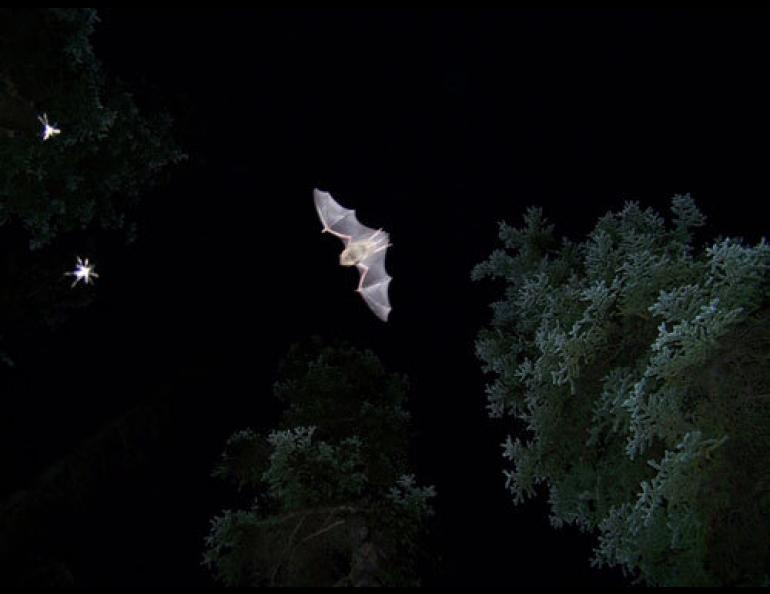 Alaska’s most common bat: Myotis lucifugus, the little brown bat, photographed near Haines Junction in the Yukon. Photo by Lea Randall.