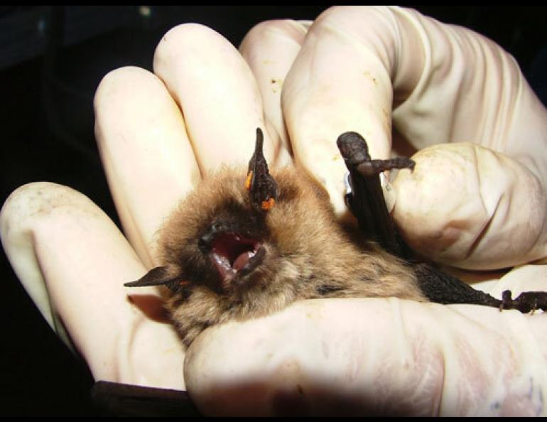 A little brown bat in the Yukon having an identification tag installed by a biologist. Photo courtesy Tom Jung.