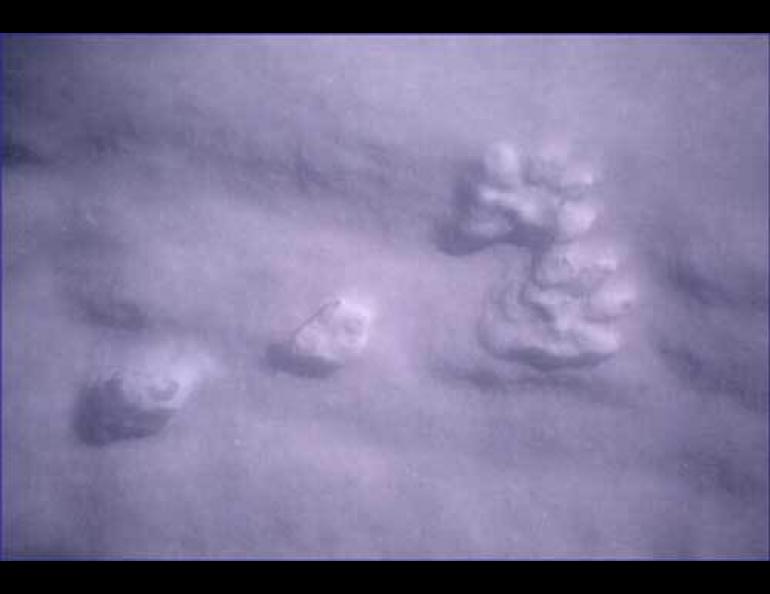 Snowshoe hare tracks. Both photos courtesy of Donna DiFolco.