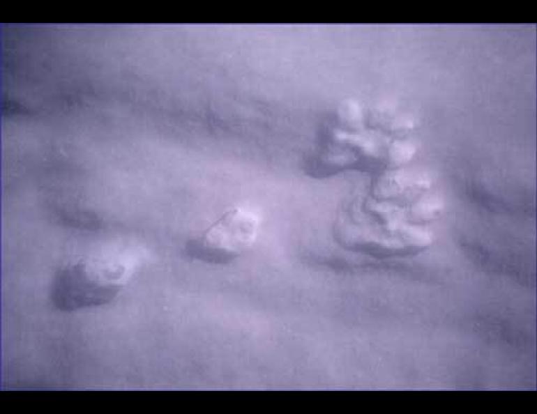  Snowshoe hare tracks. Both photos courtesy of Donna DiFolco. 