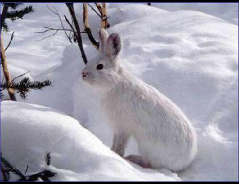 A snowshoe hare.