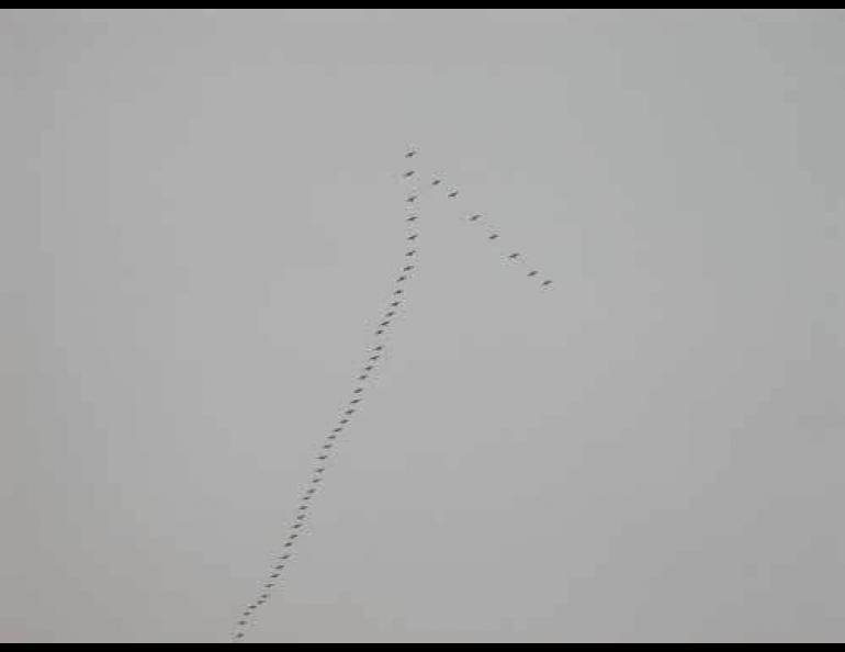 Swans migrating over Fairbanks, Alaska in October. Photo by Ned Rozell.
