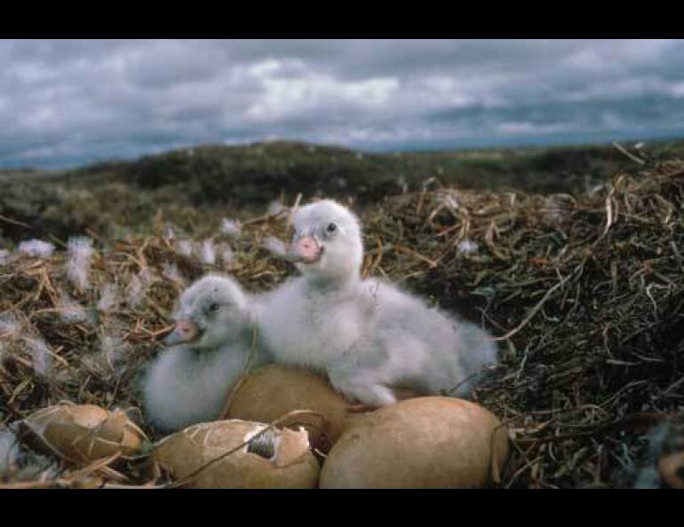 Cygnets, the chicks of a tundra swan, born in western Alaska in summer 2008. Photo by Craig Ely.