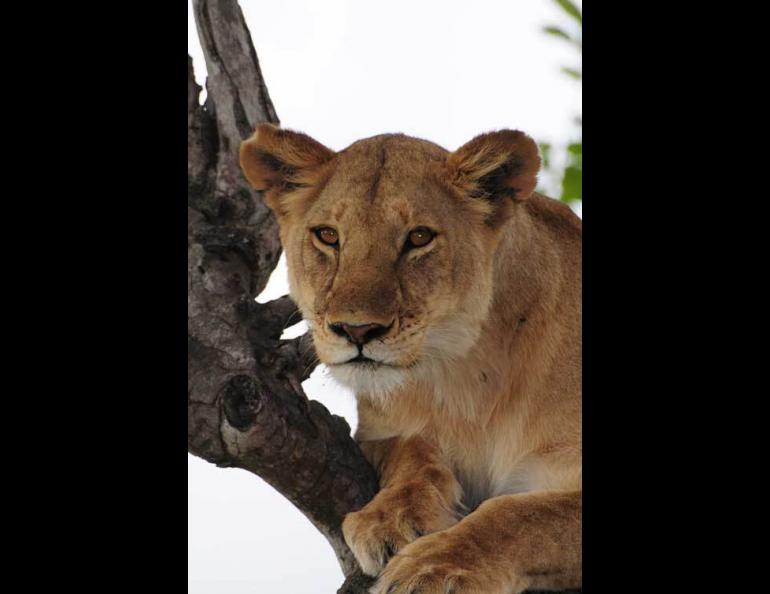  A lioness in Masai Mara National Reserve, Kenya. Photo by Terrie WIlliams. 