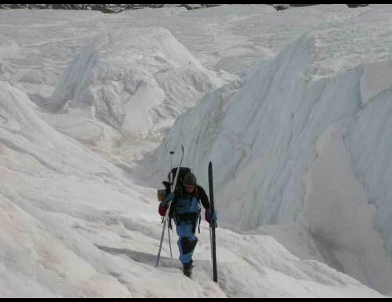  Andy Sterns of Fairbanks walks on Nizina Glacier. The cool, snowy 2007-2008 was a good period for glacier growth, according to scientists. Photo by Ned Rozell. 