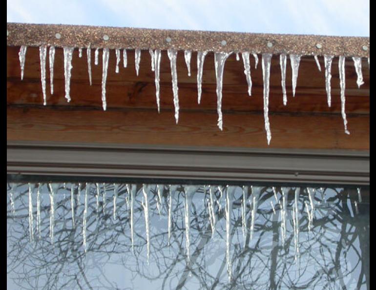 A midwinter thaw affects some northern life forms more than others. Photo by Ned Rozell.