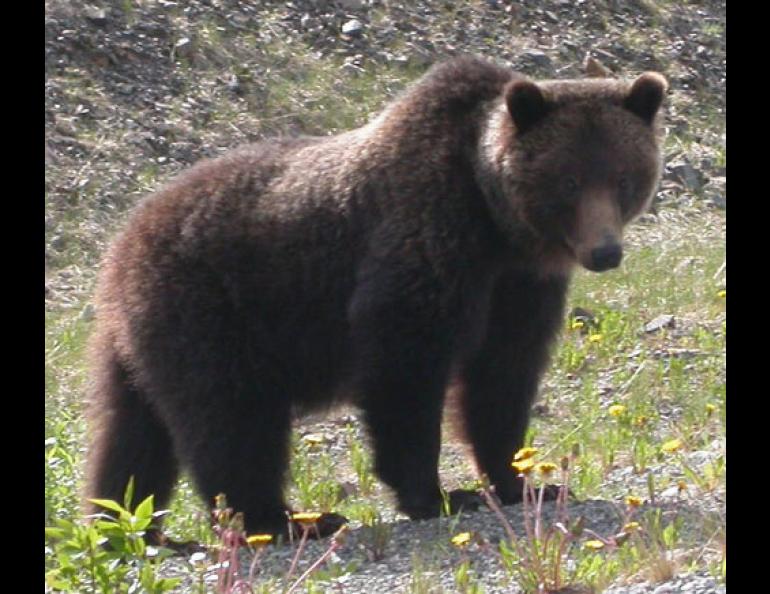 Despite putting almost no load on its bones for more than half the year, this grizzly bear doesn’t have osteoporosis. Photo by Ned Rozell.