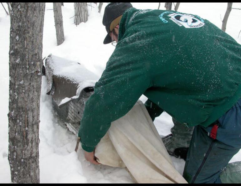  Knut Kielland of the Institute of Arctic Biology at the University of Alaska Fairbanks prepares to release a snowshoe hare from a live trap near the Tanana River. Photo by Ned Rozell. 