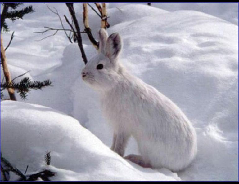  The white fur of a snowshoe hare is the perfect camouflage during winter. Photo by Donna DiFolco.