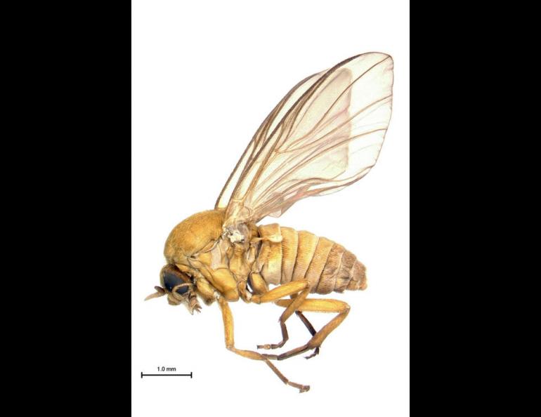 An Alaska black fly. Some Alaska black flies, such as this one, are orange rather than black. Photo by Mateus Pepinelli.