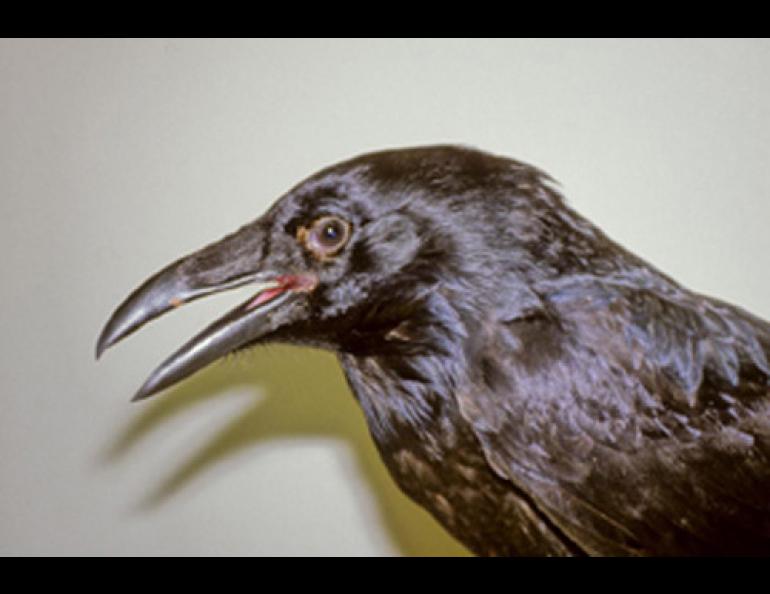  Bernd Heinrich has written several books on ravens and has studied the birds for decades in the Maine woods. Photo courtesy the U.S. Fish and Wildlife Service. 