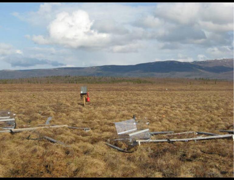  Christian Trucco walking off the permafrost-monitoring site near Eightmile Lake off the Stampede Trail near Healy, Alaska. Photo by Jason Vogel. 