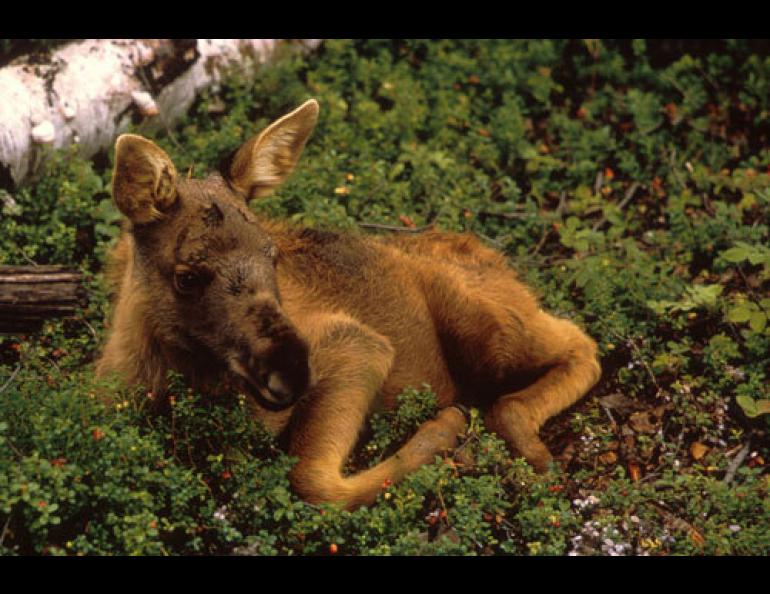 A cow moose with a two-week-old calf. U.S. Fish & Wildlife Service photo by Leroy Anderson.