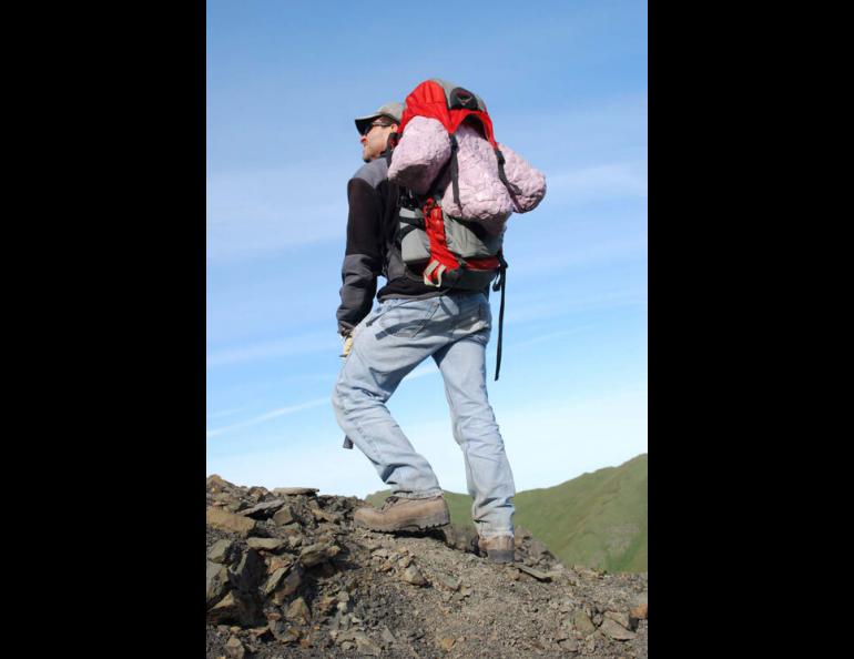  Dinosaur researcher Tony Fiorillo packs out a cast of a hadrosaur footprint in Denali National Park and Preserve, a hotspot for dinosaur research. Photo by Yoshi Kobayashi. 