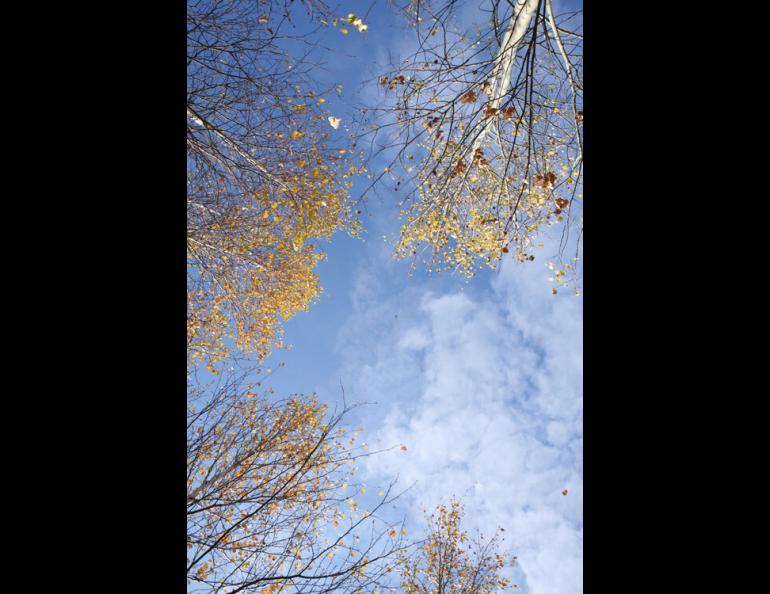 Compared to the 2008 photo, more leaves remain on trees in late September 2009. Photos by Glenn Juday.