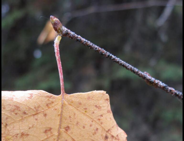  A birch stem, close to releasing its grip on a leaf. Photo by Ned Rozell. 