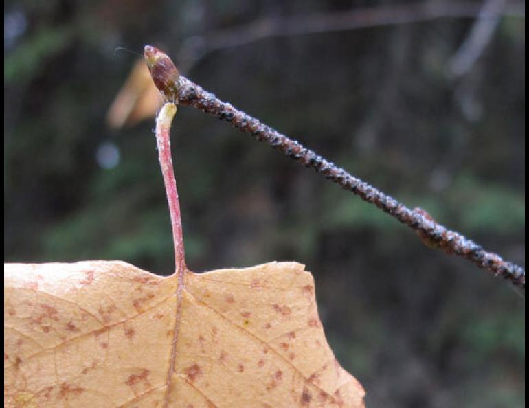 A birch stem, close to releasing its grip on a leaf. Photo by Ned Rozell.