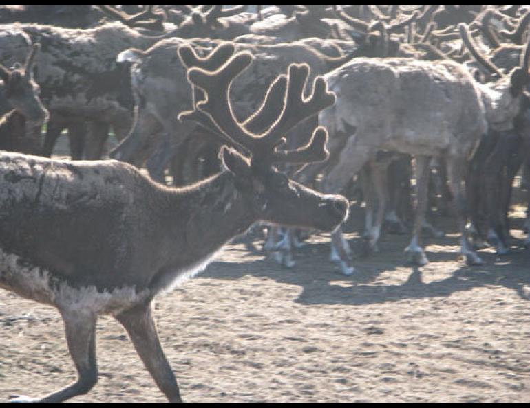 At one time, more than 600,000 reindeer ranged over Alaska. Now there are about 10,000 in state. Photo courtesy UAF Reindeer Research Program.