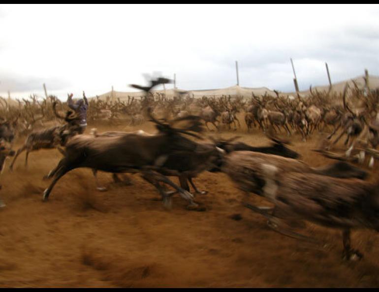 Reindeer in a corral east of Teller, Alaska. Photo courtesy UAF Reindeer Research Program.