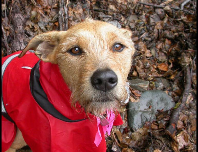 One of the most sensitive olfactory instruments on the planet—a dog. Photo by Ned Rozell.