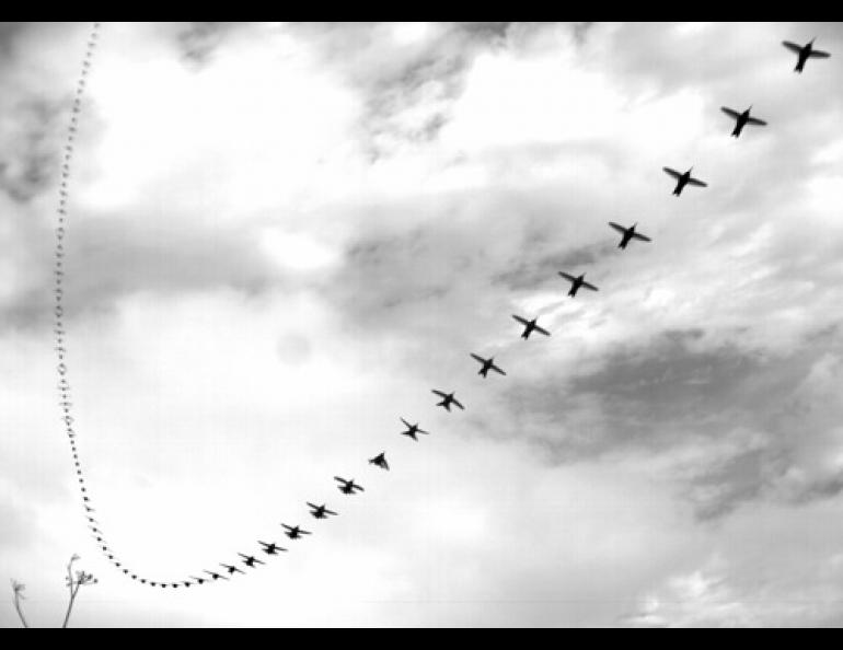 A composite image of a male Anna’s hummingbird performing a dive to impress a female. Image courtesy Chris Clark.