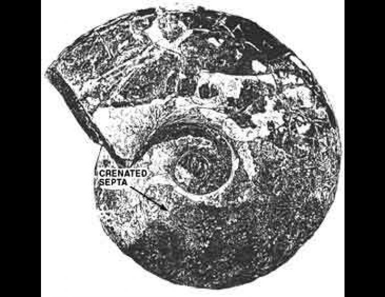 A giant ammonite found at Cape Douglas on Kamishak Bay.
