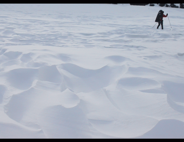 One of the best things about snow-skiing. Michael Gibson skis down Skolai Creek in April 2009. Photo by Ned Rozell.