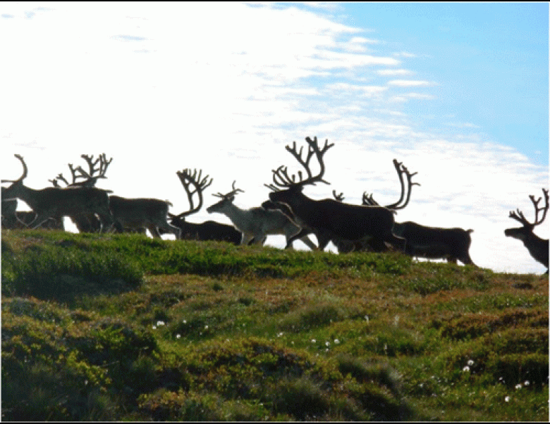 Reindeer of St. Matthew Island in the 1960s, before they disappeared. Photo by David Klein.