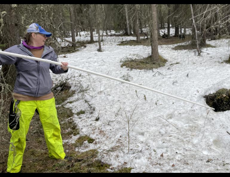 Leanne Bulger extends a plastic pipe into a hole in the ground possibly caused by thawing permafrost. Photo by Ned Rozell.