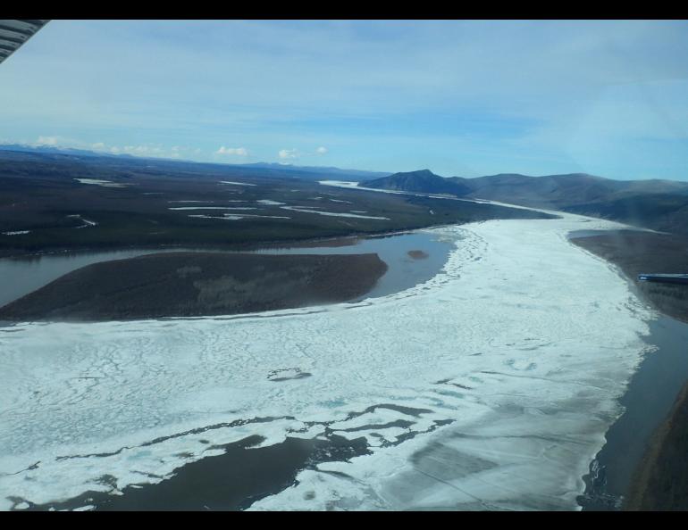 A sheet of river ice between Eagle and Circle. Photos by Ned Rozell.