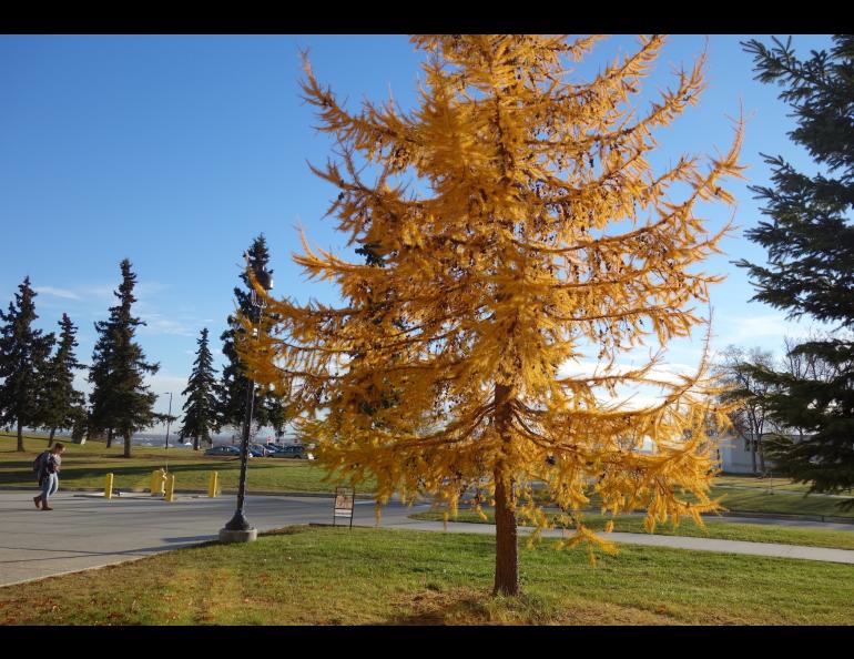 A Siberian larch on the University of Alaska Fairbanks campus beams on Oct. 18, 2018, long after most other deciduous trees have dropped their leaves. Photo by Ned Rozell.