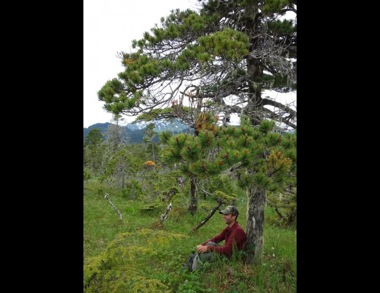Ben Gaglioti rests beneath a lodgepole pine near the town of Yakutat. Photo by Ned Rozell.