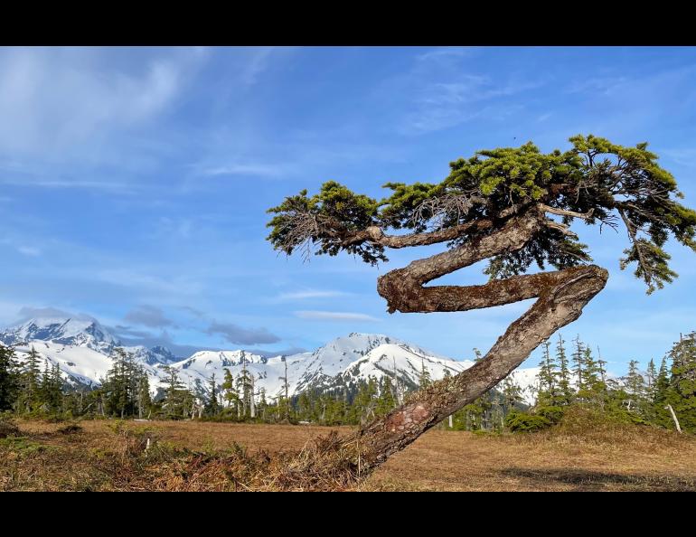 A bonsai mountain hemlock tree shaped by winter storms grows on the outer coast of Glacier Bay National Park. Photo by Ned Rozell.