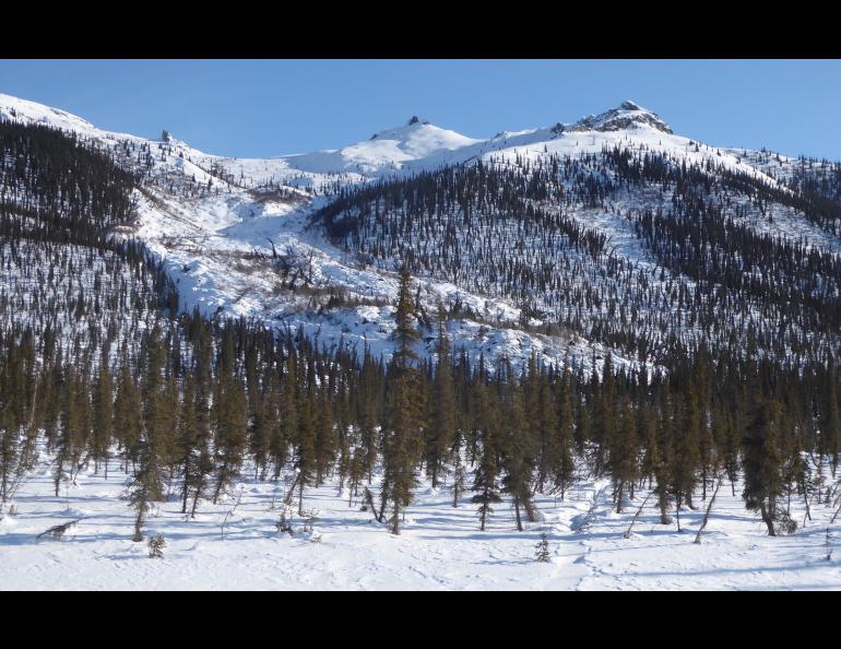 The boreal blob scientists call a “frozen debris lobe,” a landslide in permafrost. There are more than 20 of these flowing from the hills north of Coldfoot, Alaska. Photo by Ned Rozell.