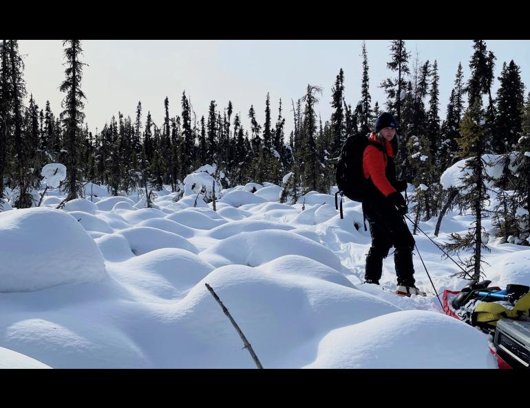 On March 15, 2023, Carrie Vuyovich of NASA Goddard Space Flight Center in Maryland drags a sled through the boreal forest north of Fairbanks as she moves equipment to measure the snowpack. Photo by Ned Rozell.